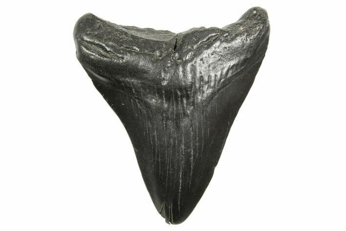 Juvenile Megalodon Tooth - South Carolina #368035